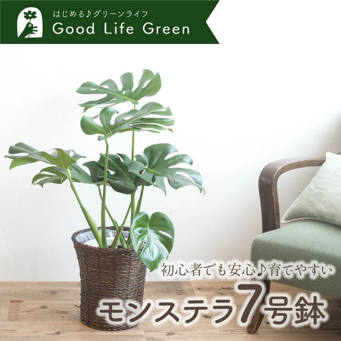 観葉植物 モンステラ7号鉢 おまかせカゴ FKTK | Flower Kitchen JIYUGAOKA