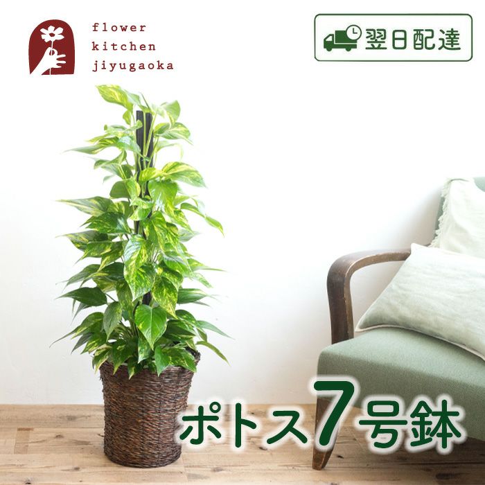 観葉植物 ポトス7号鉢 おまかせカゴ FKTK | Flower Kitchen JIYUGAOKA