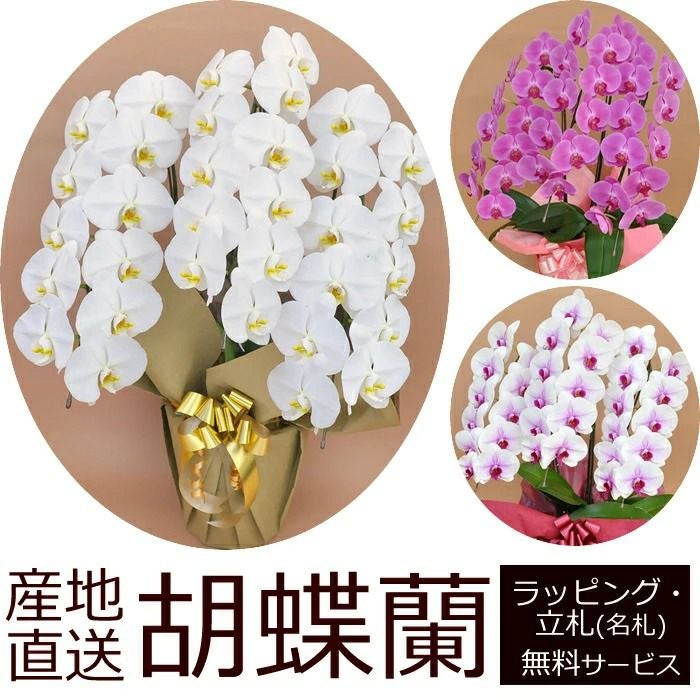 胡蝶蘭の鉢植え【3本立て33輪以上】 