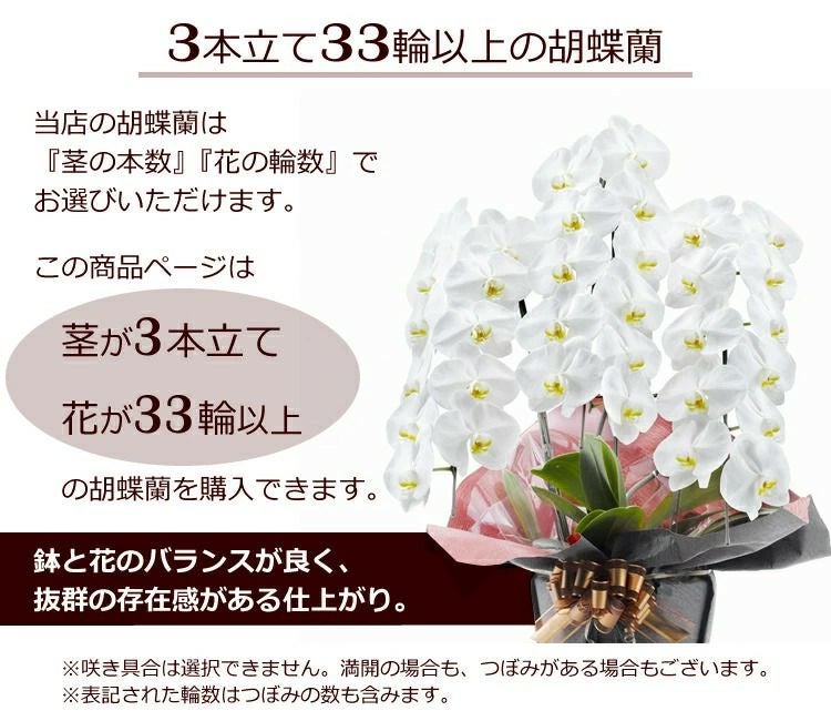 胡蝶蘭の鉢植え【3本立て33輪以上】【ヤマト運輸でお届け】【画像配信