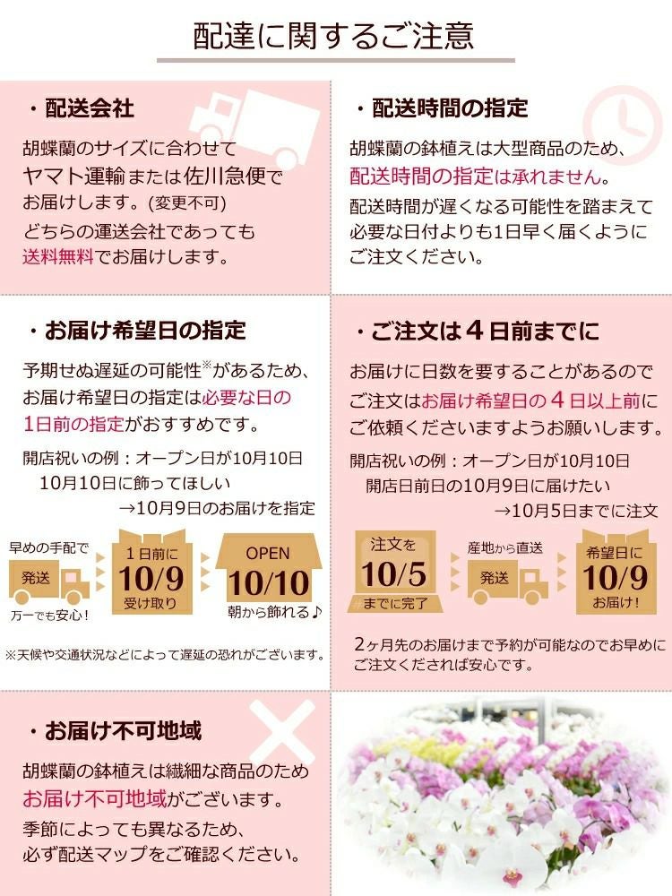 胡蝶蘭の鉢植え【3本立て33輪以上】【ヤマト運輸でお届け】【画像配信