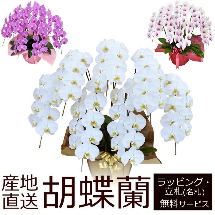 胡蝶蘭の鉢植え【7本立て63輪以上】【佐川急便でお届け】【画像配信