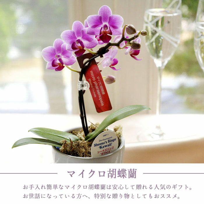 マイクロ胡蝶蘭 ギフトボックス入り 椎名洋ラン 【A-141】 | Flower