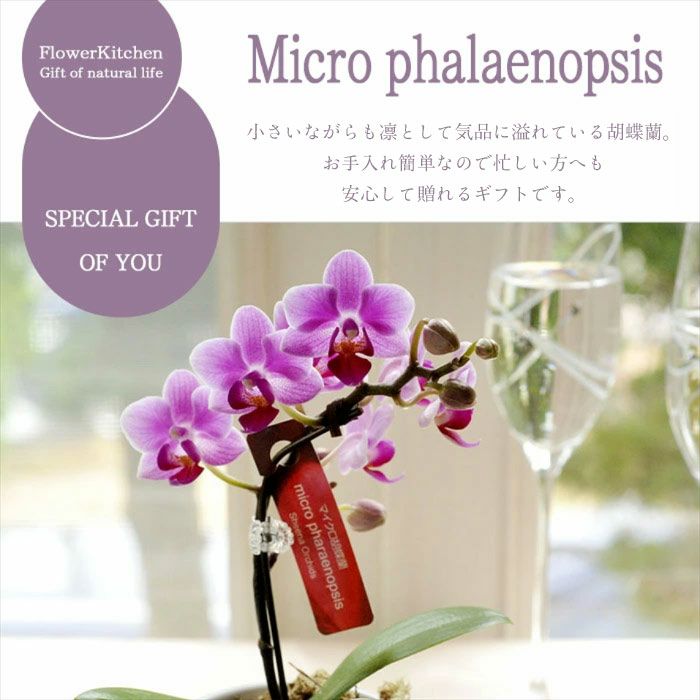 マイクロ胡蝶蘭 ギフトボックス入り 椎名洋ラン 【A-141】 | Flower