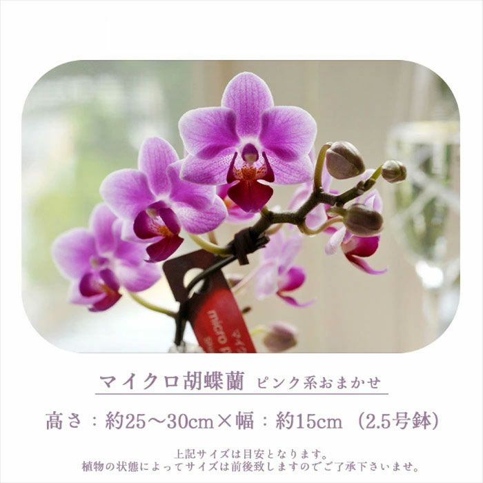 マイクロ胡蝶蘭 ギフトボックス入り 椎名洋ラン 【A-141】 | Flower