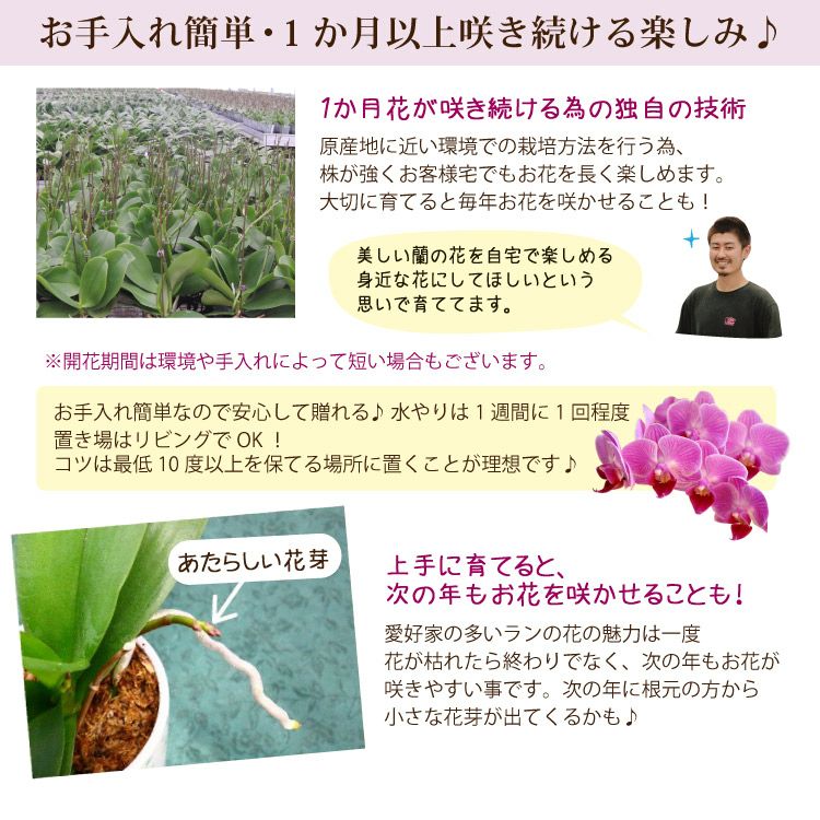 マイクロ胡蝶蘭 ギフトボックス入り 椎名洋ラン 【A-141】 | Flower