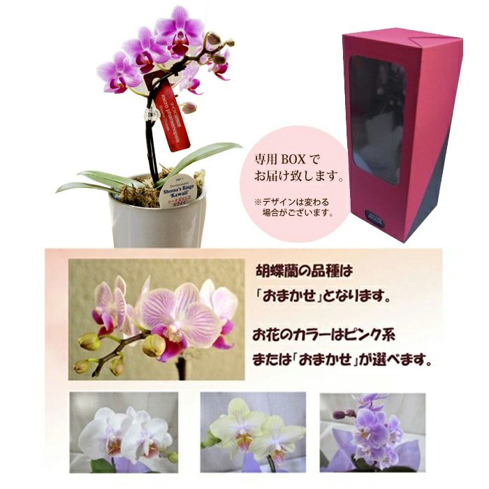 マイクロ胡蝶蘭 ギフトボックス入り 椎名洋ラン 【A-141】 | Flower
