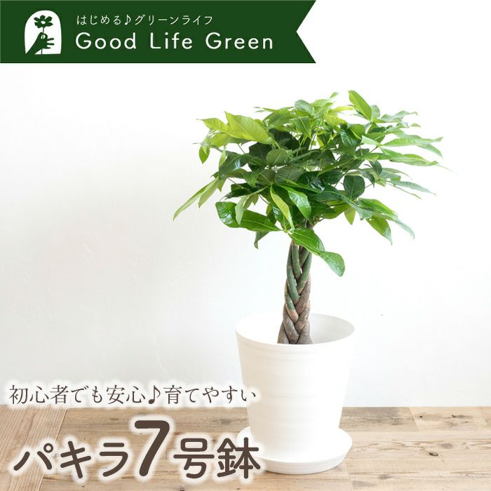 観葉植物 パキラ7号鉢 白鉢 FKTK | Flower Kitchen JIYUGAOKA