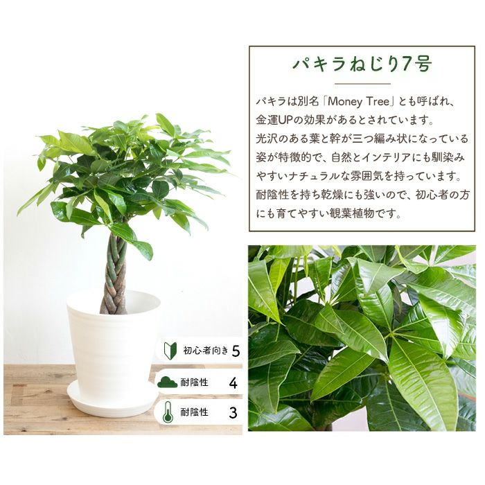 観葉植物 パキラ7号鉢 白鉢 FKTK | Flower Kitchen JIYUGAOKA