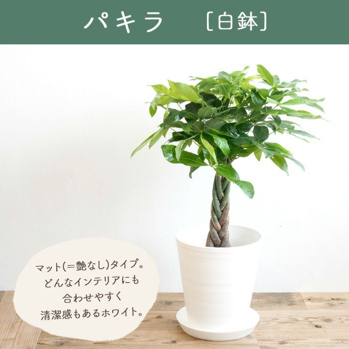 観葉植物 パキラ7号鉢 白鉢 FKTK | Flower Kitchen JIYUGAOKA