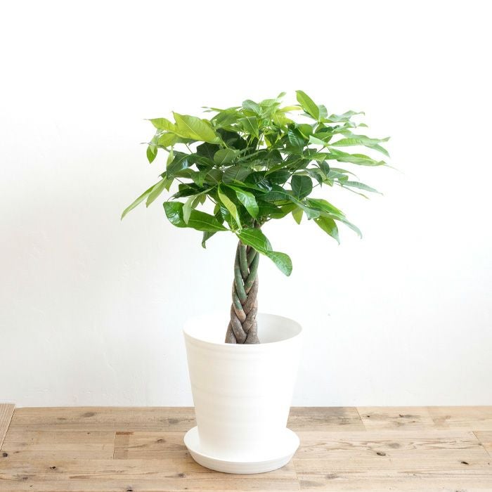 観葉植物 パキラ7号鉢 白鉢 FKTK | Flower Kitchen JIYUGAOKA