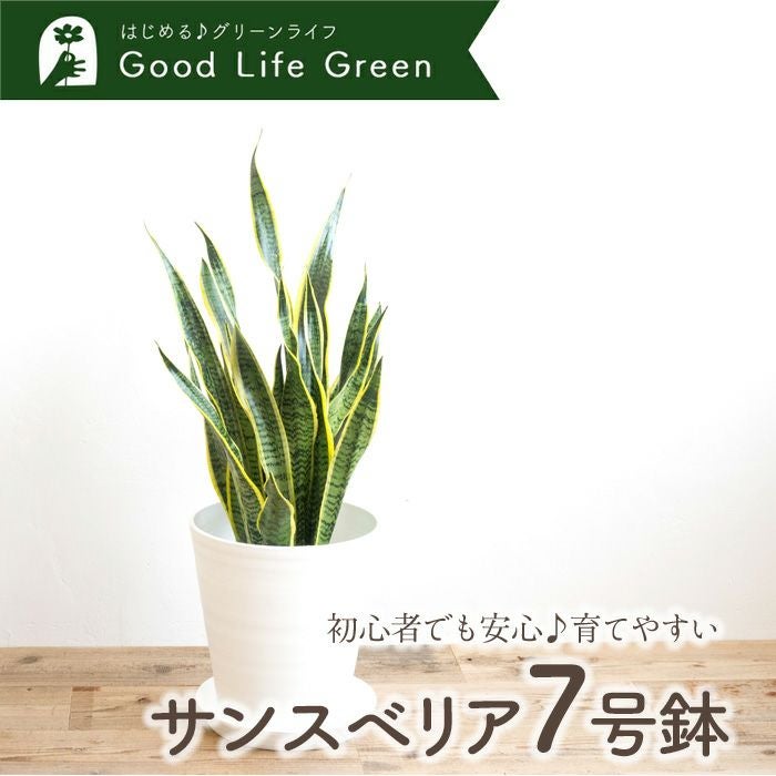 観葉植物 サンスベリア7号鉢 白鉢