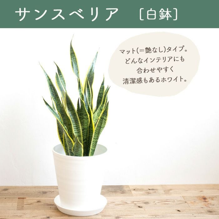 観葉植物 サンスベリア7号鉢 白鉢 FKTK | Flower Kitchen JIYUGAOKA