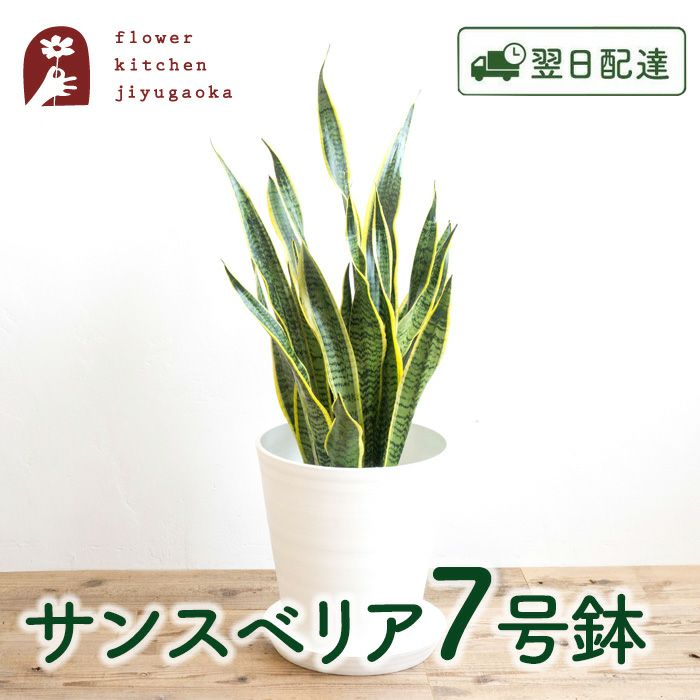 観葉植物 サンスベリア7号鉢 白鉢 FKTK | Flower Kitchen JIYUGAOKA