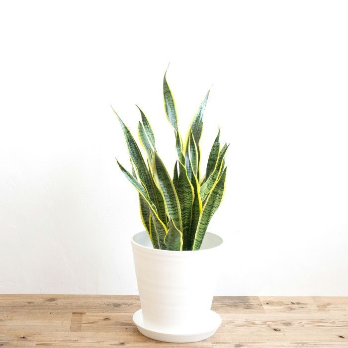 観葉植物 サンスベリア7号鉢 白鉢 FKTK | Flower Kitchen JIYUGAOKA