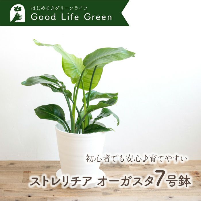 観葉植物 ストレチアオーガスタ7号鉢 白鉢 FKTK | Flower Kitchen