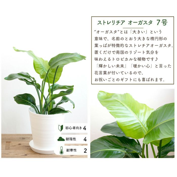 観葉植物 ストレチアオーガスタ7号鉢 白鉢 FKTK | Flower Kitchen