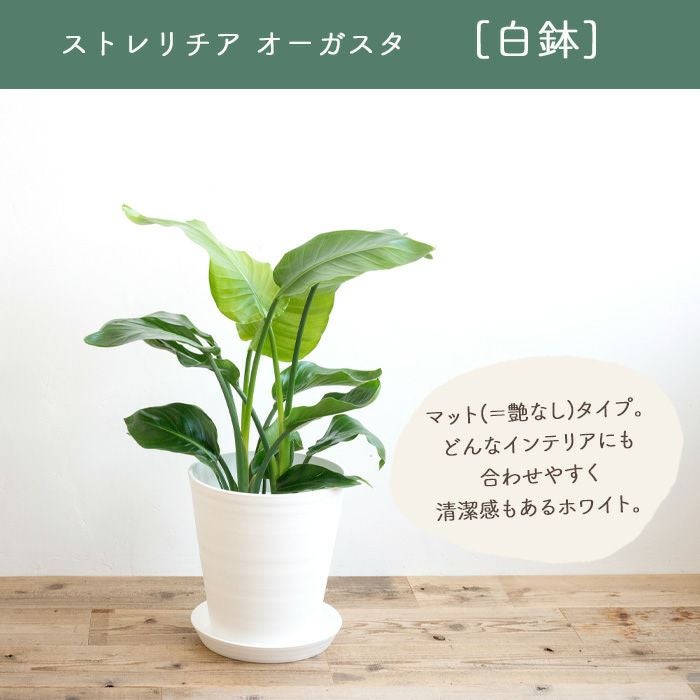 観葉植物 ストレチアオーガスタ7号鉢 白鉢 FKTK | Flower Kitchen