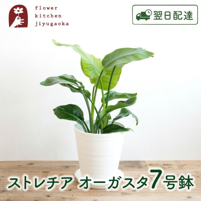 観葉植物 ストレチアオーガスタ7号鉢 白鉢 FKTK | Flower Kitchen