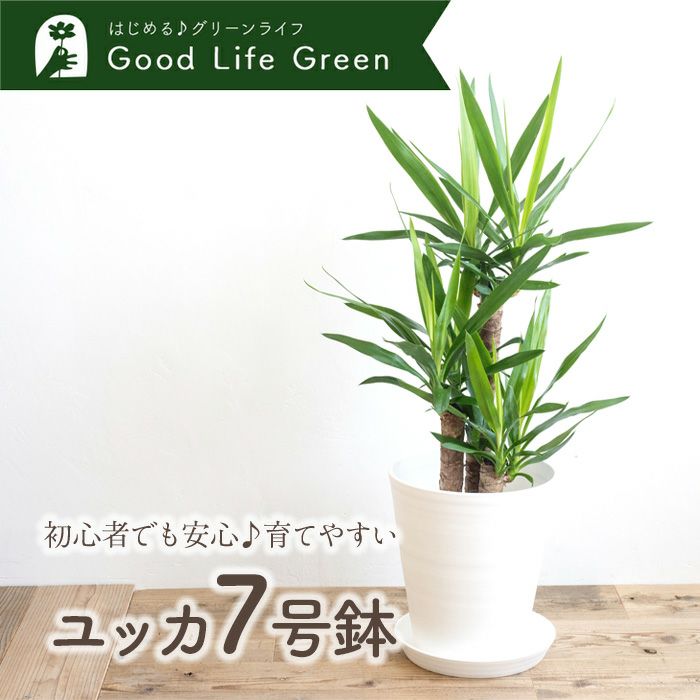 観葉植物 ユッカ7号鉢 白鉢