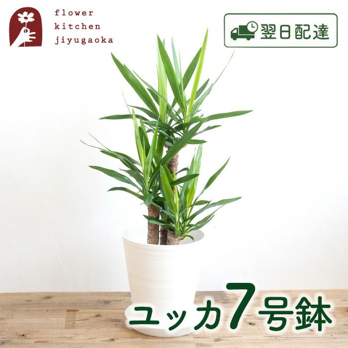 観葉植物 ユッカ7号鉢 白鉢 FKTK | Flower Kitchen JIYUGAOKA