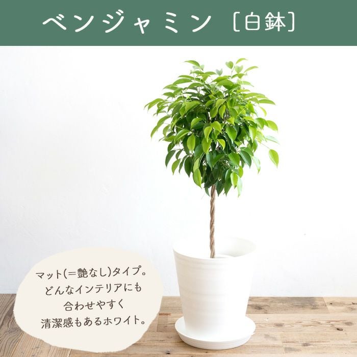 観葉植物 ベンジャミン7号鉢 白鉢 FKTK | Flower Kitchen JIYUGAOKA