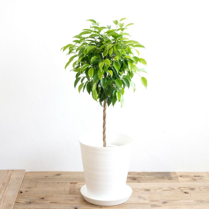 観葉植物 ベンジャミン7号鉢 白鉢 FKTK | Flower Kitchen JIYUGAOKA