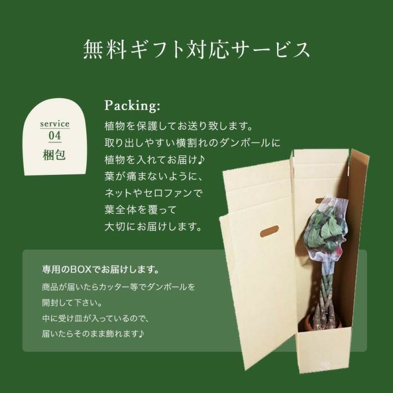 観葉植物 ベンジャミン7号鉢 白鉢 FKTK | Flower Kitchen JIYUGAOKA