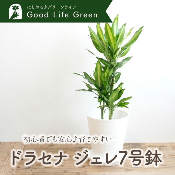 大型 ドラセナジェレ 66 ドラセナ・ジェレ約180cm 大型観葉植物 公式通販