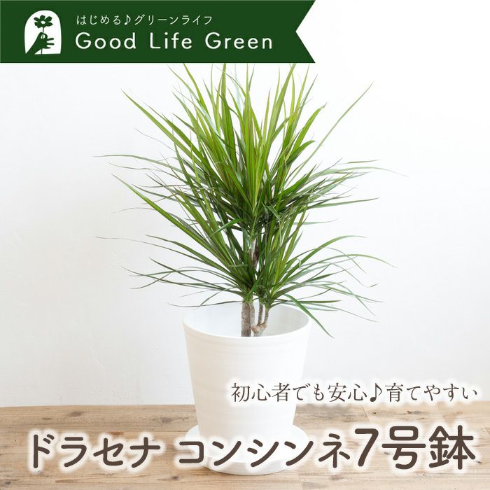 観葉植物 ドラセナコンシンネ7号鉢 白鉢 FKTK | Flower Kitchen JIYUGAOKA