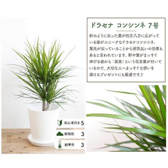 観葉植物 ドラセナコンシンネ7号鉢 白鉢 FKTK | Flower Kitchen JIYUGAOKA