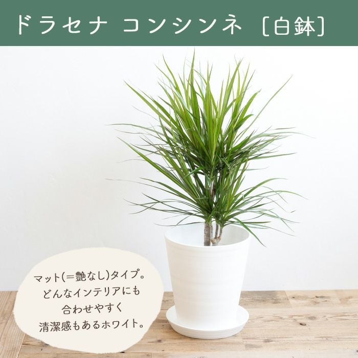 観葉植物 ドラセナコンシンネ7号鉢 白鉢 FKTK | Flower Kitchen JIYUGAOKA