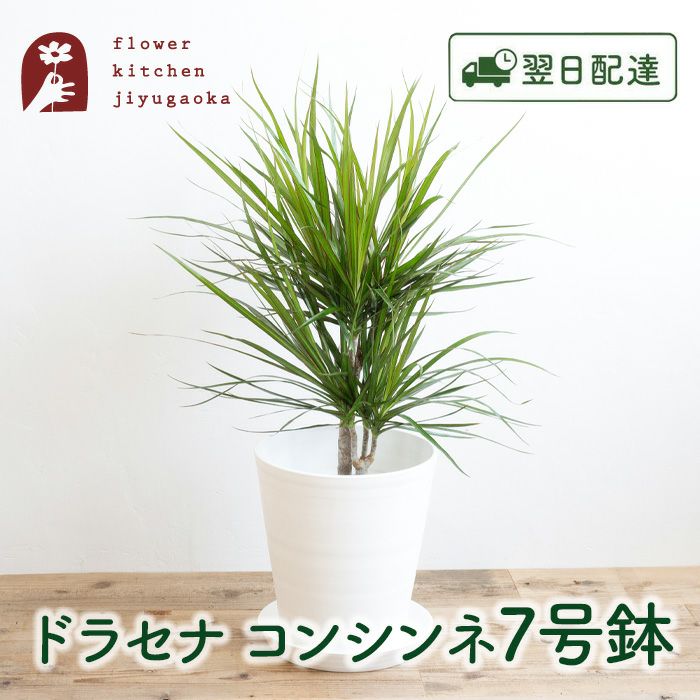 観葉植物 ドラセナコンシンネ7号鉢 白鉢 FKTK | Flower Kitchen JIYUGAOKA