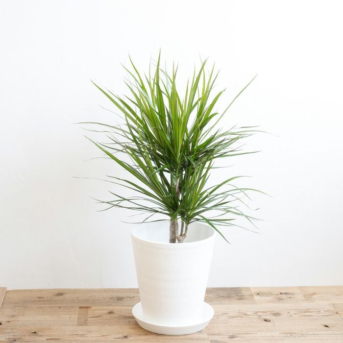 観葉植物 ドラセナコンシンネ7号鉢 白鉢 FKTK | Flower Kitchen JIYUGAOKA