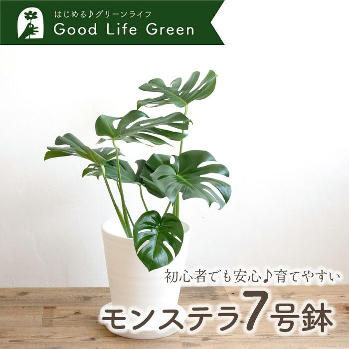 観葉植物 モンステラ7号鉢 白鉢
