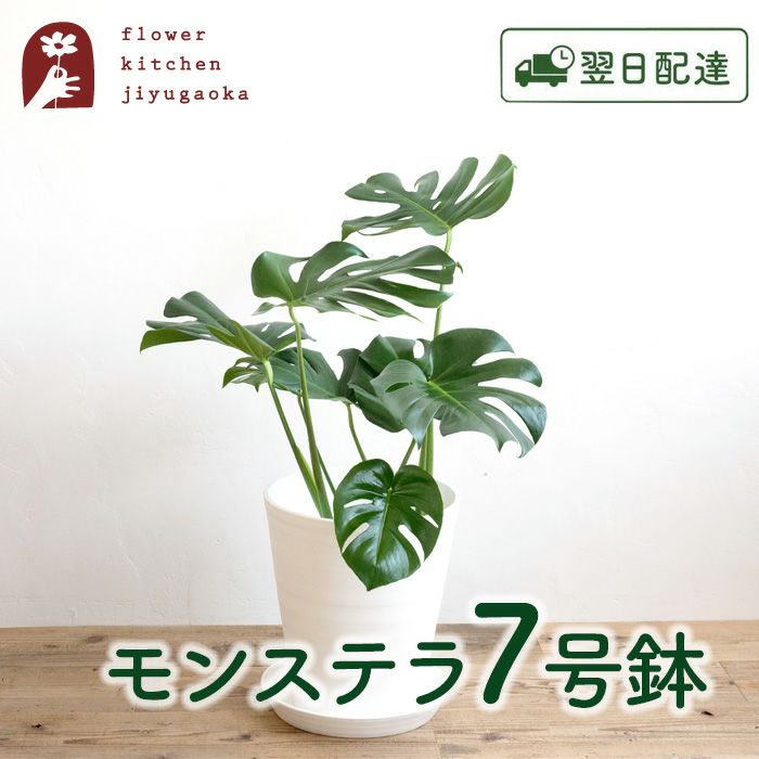 観葉植物 モンステラ7号鉢 白鉢 FKTK | Flower Kitchen JIYUGAOKA