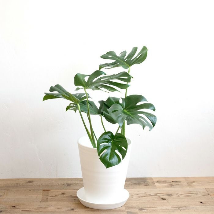 観葉植物 モンステラ7号鉢 白鉢 FKTK | Flower Kitchen JIYUGAOKA