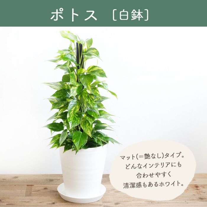 観葉植物 ポトス7号鉢 白鉢 FKTK | Flower Kitchen JIYUGAOKA