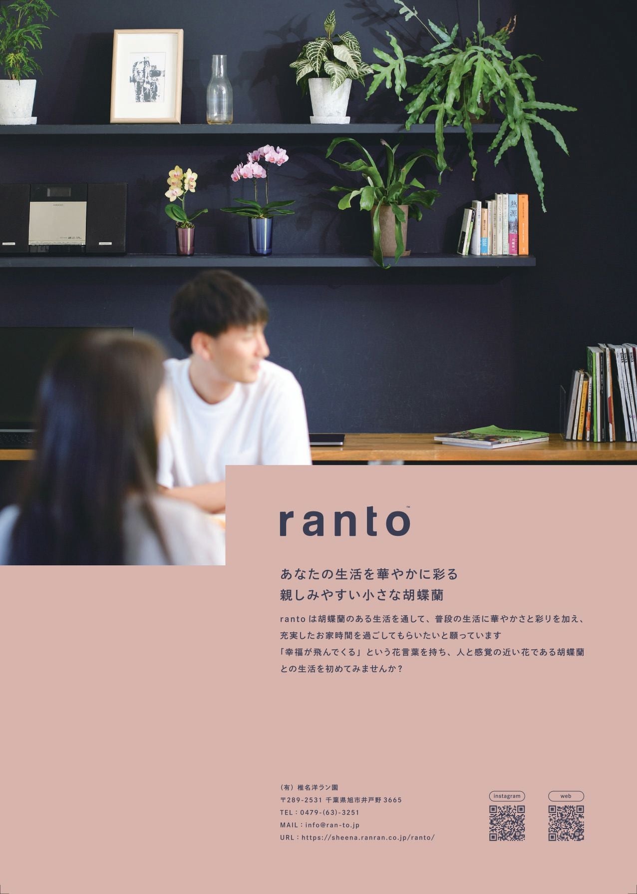 ミニ胡蝶蘭 ranto Sサイズ 椎名洋ラン 【D0001】 | Flower Kitchen