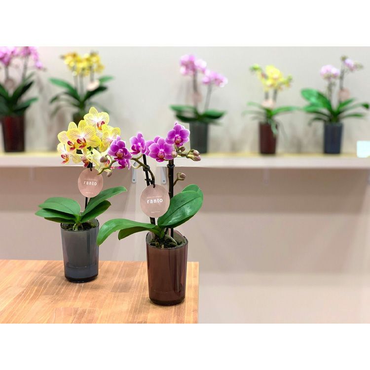 ミニ胡蝶蘭 ranto Sサイズ 椎名洋ラン 【D0001】 | Flower Kitchen