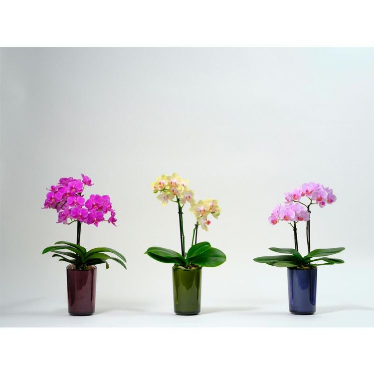 ミニ胡蝶蘭 ranto Mサイズ 椎名洋ラン 【D0019】 | Flower Kitchen