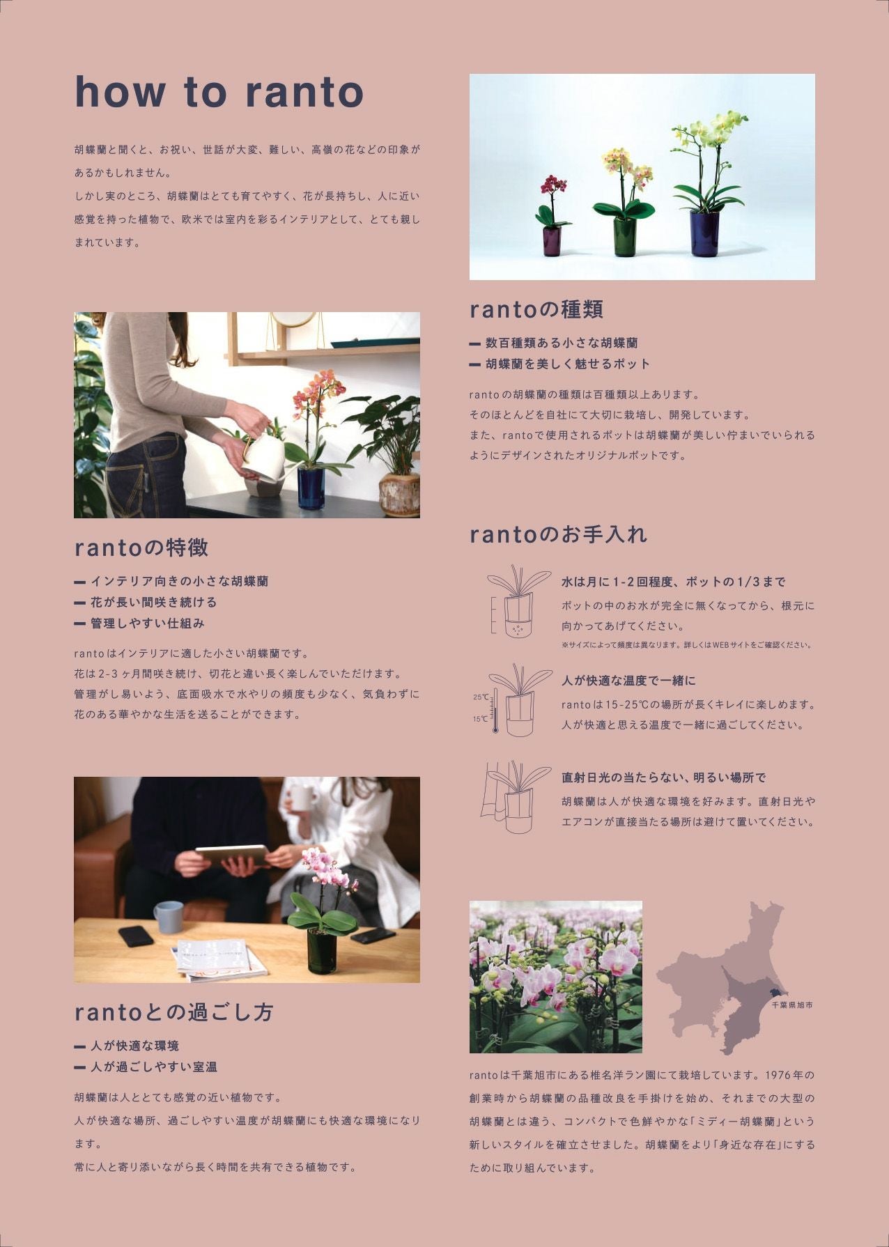 ミニ胡蝶蘭 ranto Mサイズ 椎名洋ラン 【D0019】 | Flower Kitchen