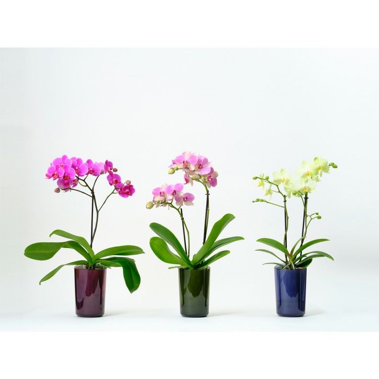 ミニ胡蝶蘭 ranto Lサイズ 椎名洋ラン 【D0025】 | Flower Kitchen