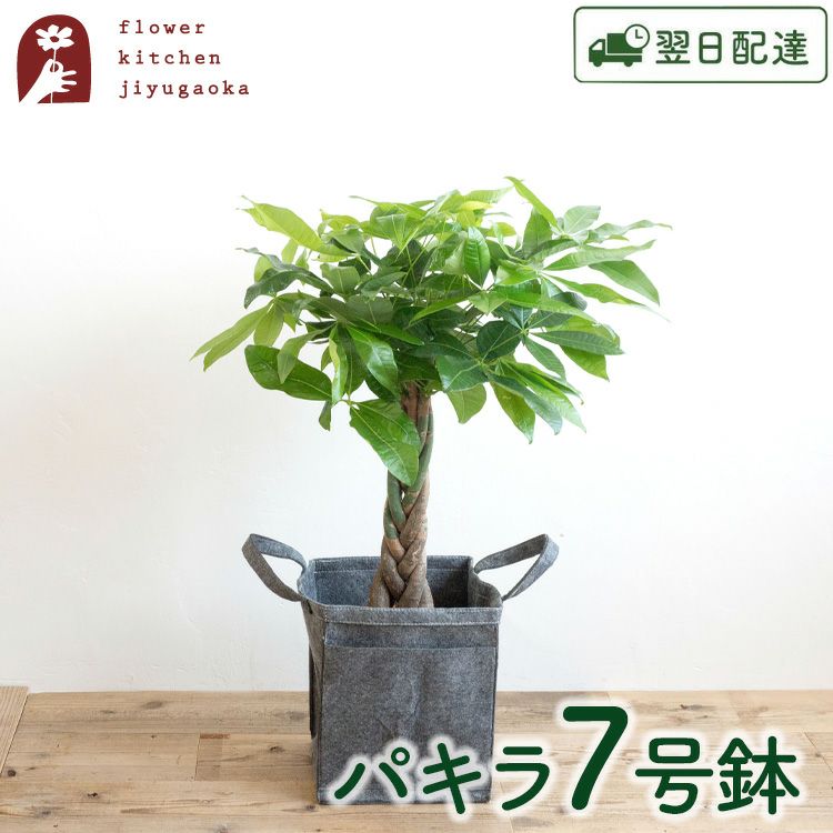 観葉植物 パキラ7号鉢 リポット(グレー) FKTK | Flower Kitchen JIYUGAOKA