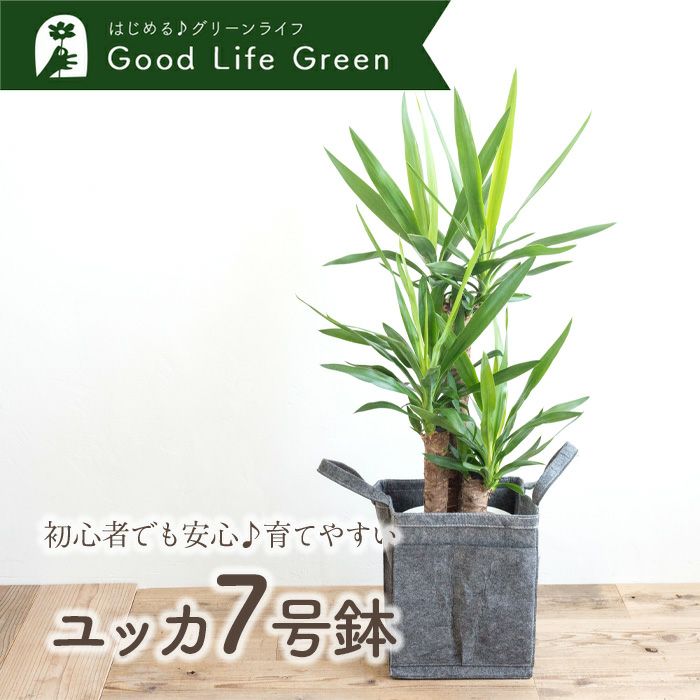 観葉植物 ユッカ7号鉢 リポット(グレー)