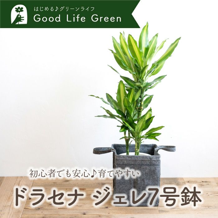 観葉植物 ドラセナジェレ7号鉢 リポット(グレー) FKTK | Flower