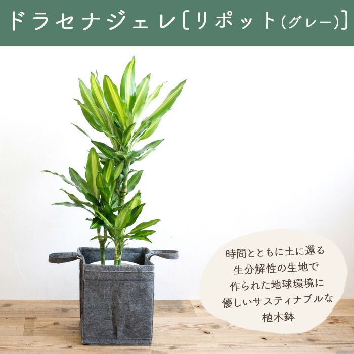 観葉植物 ドラセナジェレ7号鉢 リポット(グレー) FKTK | Flower