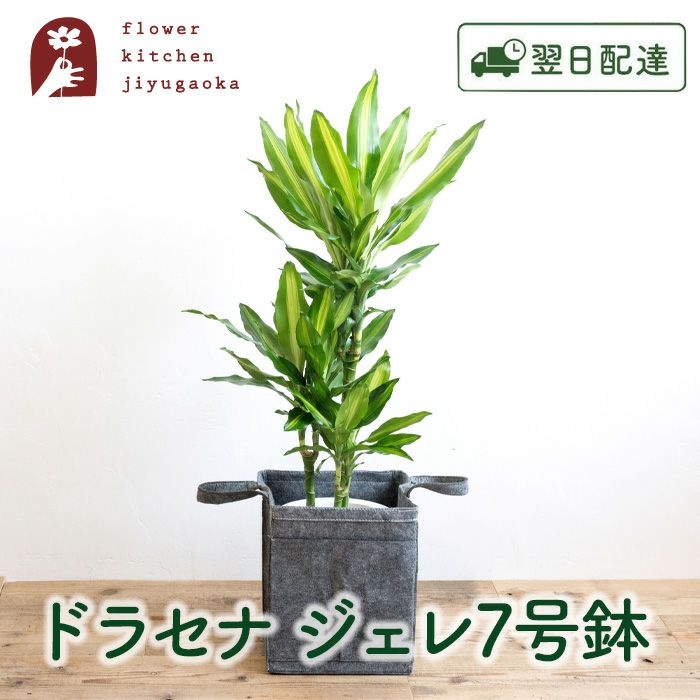 観葉植物 ドラセナジェレ7号鉢 リポット(グレー) FKTK | Flower