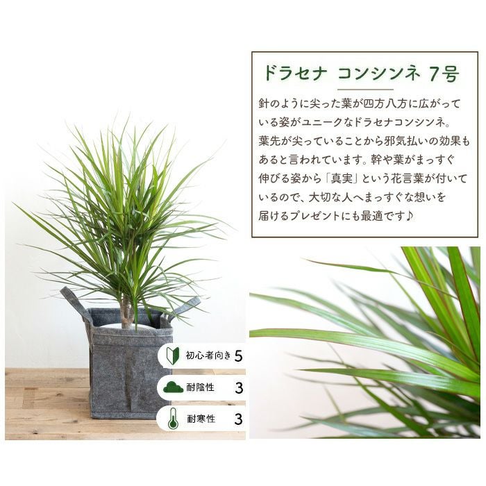 観葉植物 ドラセナコンシンネ7号鉢 リポット(グレー) FKTK | Flower