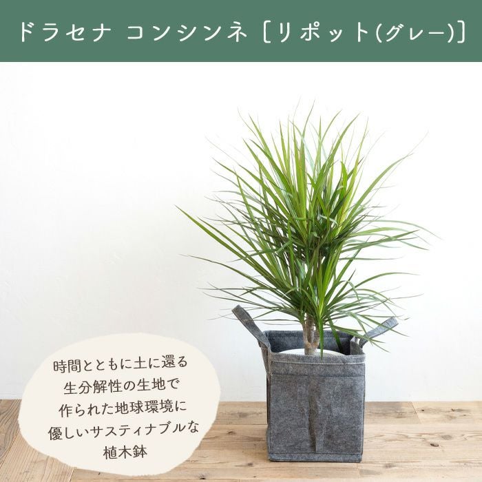 観葉植物 ドラセナコンシンネ7号鉢 リポット(グレー) FKTK | Flower